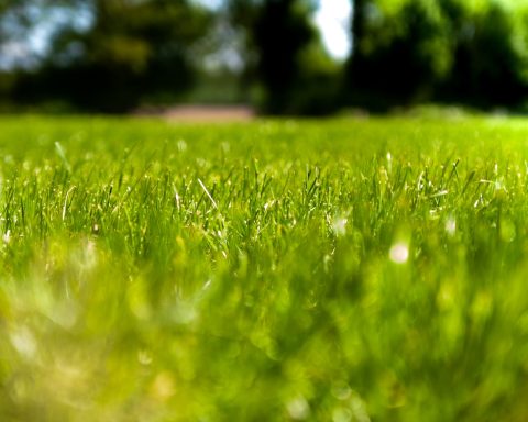 green grass field during daytime