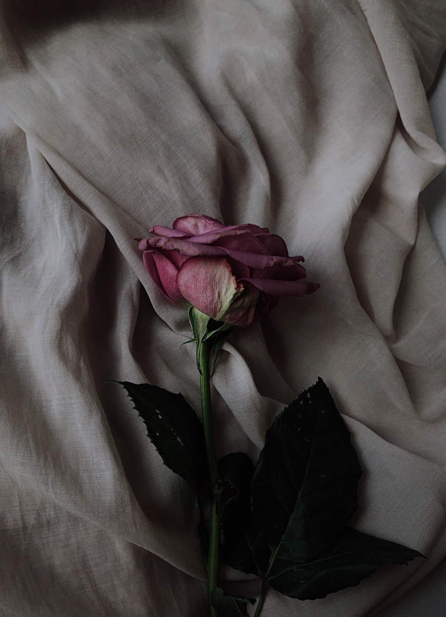 pink rose flower on gray textile