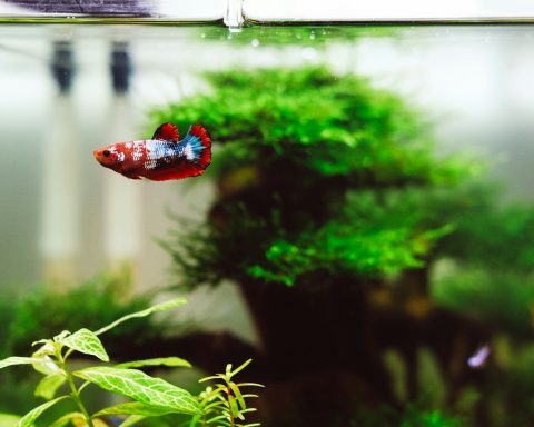 red and blue beta fish