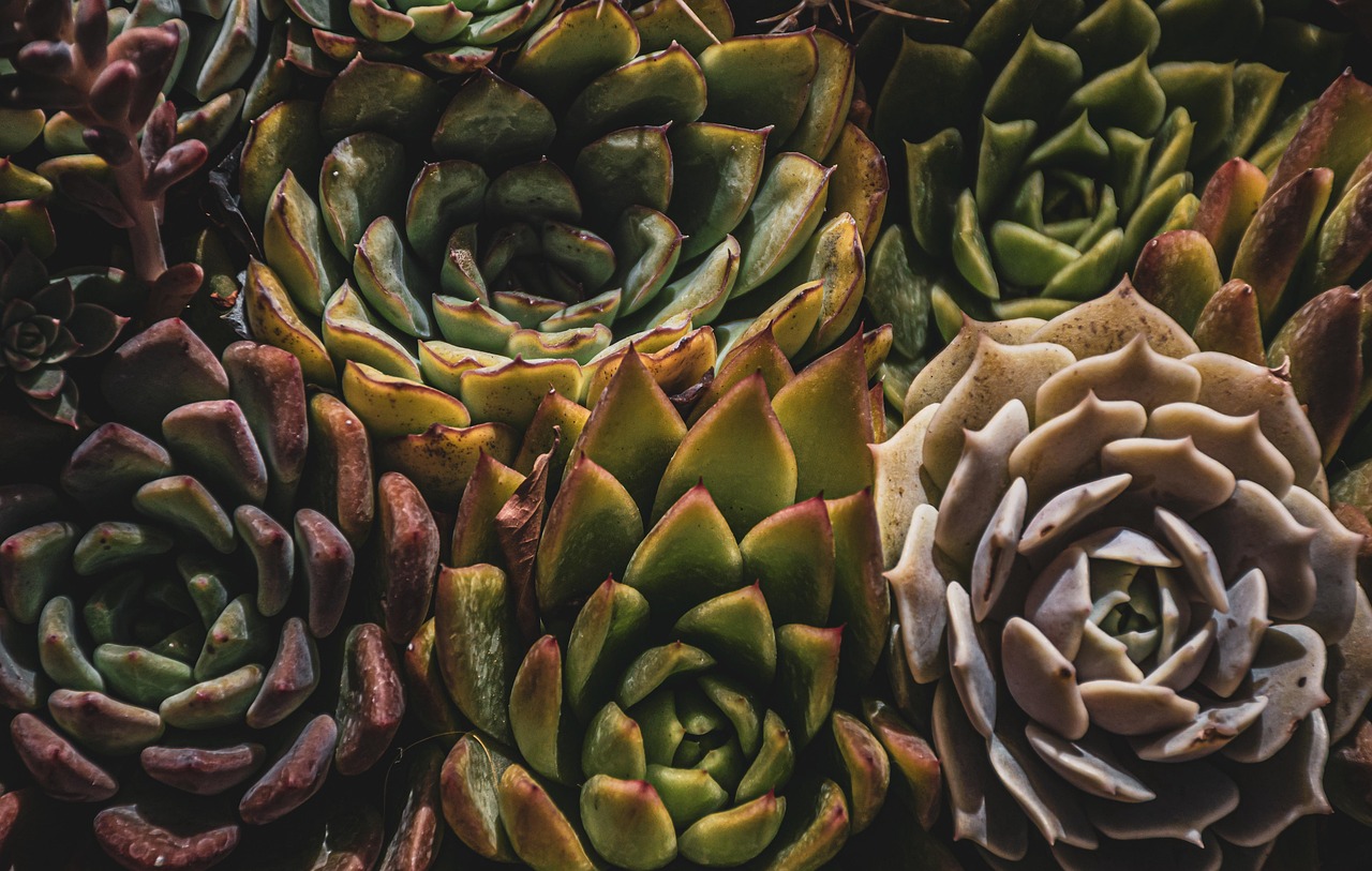 Persoon die planten water geeft in een lichte woonkamer