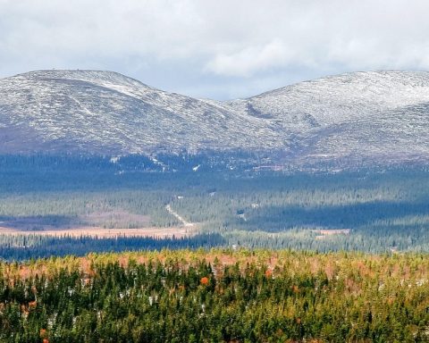 Kleurrijke herfstbossen in Lapland tijdens de ruska, met rode en gouden bladeren aan de bomen