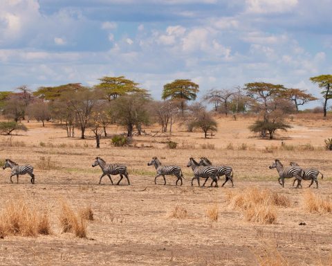Uitzicht over de Serengeti savanne tijdens een Tanzania safari met dieren in de verte