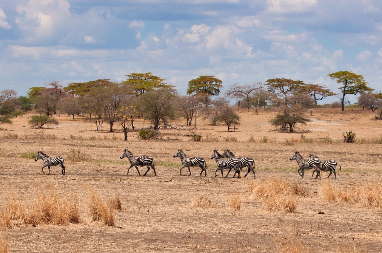 Uitzicht over de Serengeti savanne tijdens een Tanzania safari met dieren in de verte